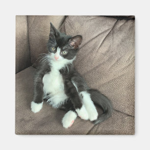 Geluk Kitten Magnet