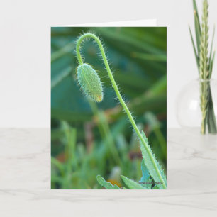 Geluk Met Nieuwe Beginningen Poppy Bud Fotografie Kaart