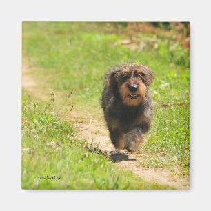 Gelukkig Dachshund Puppy Magneet