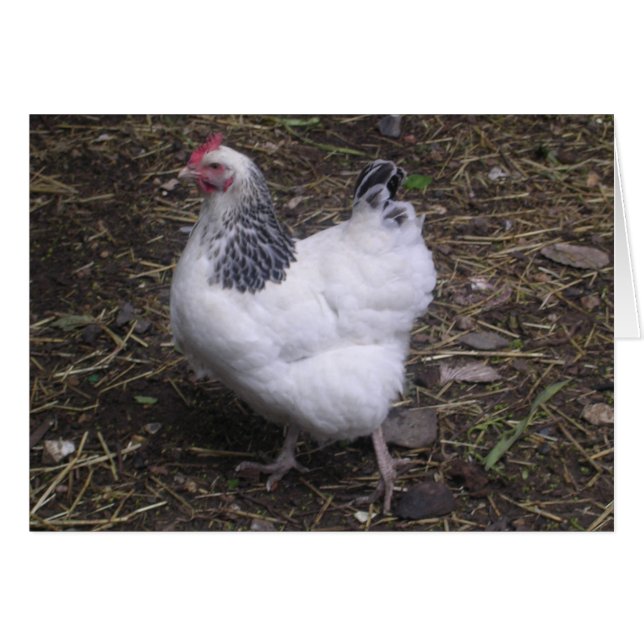 Gelukkig de Light Sussex (Voorkant Horizontaal)