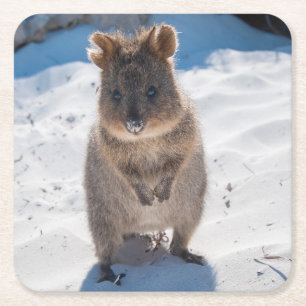 Gelukkig en leuk Quokka op het strand Kartonnen Onderzetters