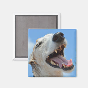 Gelukkig glimlachende Greyhound-gezicht Close-up Magneet