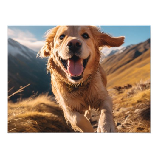 Gelukkig Golden Retriever Running Foto Afdruk (Voorkant)
