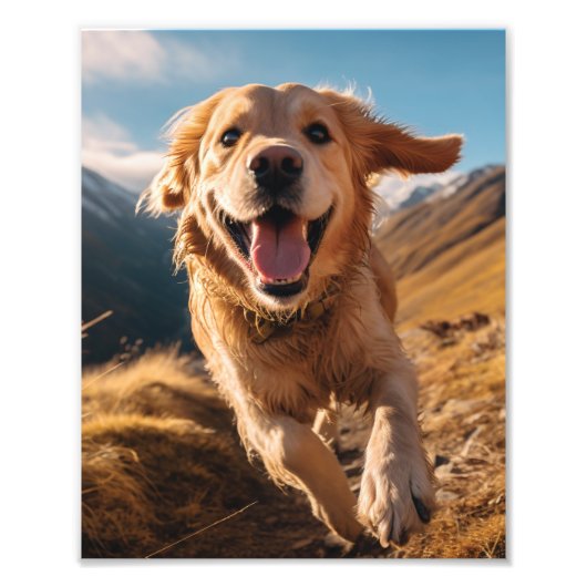 Gelukkig Golden Retriever Running Foto Afdruk (Voorkant)