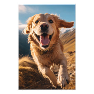 Gelukkig Golden Retriever Running Foto Afdruk