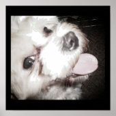 Gelukkig Hond Poster (Voorkant)