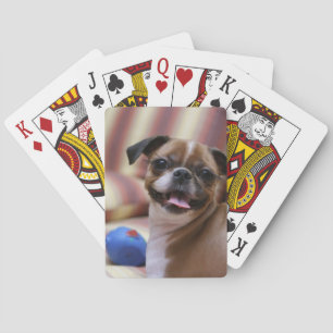 Gelukkig honden met speelgoed pokerkaarten