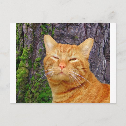 Gelukkig Kat Kat! Briefkaart (Voorkant)
