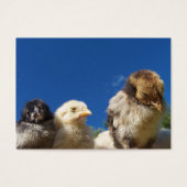 gelukkig kleine kip met slaap visitekaartjes (Voorkant)