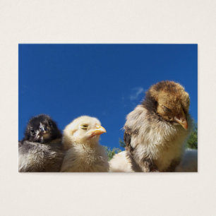 gelukkig kleine kip met slaap visitekaartjes