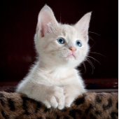 Gelukkig Nieuwjaar Mokken 2024