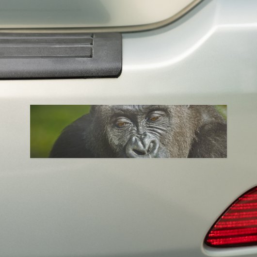 Gelukkig Nieuwjaar van de Astrologie van de Monkey Bumpersticker (Op auto)