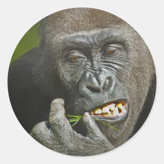 Gelukkig Nieuwjaar van de Astrologie van de Monkey Ronde Sticker (Voorkant)