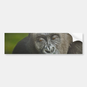 Gelukkig Nieuwjaar van de Astrologie van Monkey Go Bumpersticker