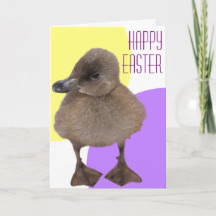 Gelukkig Pasen Schattig Grijze Eendkuiken Foto Feestdagen Kaart