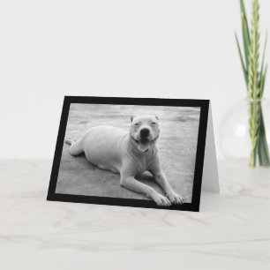 Gelukkig pitbullwenskaart kaart