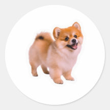 Gelukkig pluizige Pomeranian Puppy Sticker, Mooie