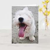 Gelukkig Puppy Malteese Kaart (Gele Bloem)