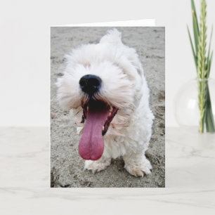 Gelukkig Puppy Malteese Kaart