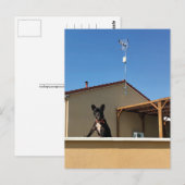 Gelukkig Schattige Frans Bulldog Briefkaart (Voorkant / Achterkant)