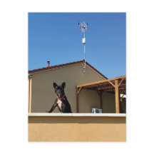 Gelukkig Schattige Frans Bulldog Briefkaart