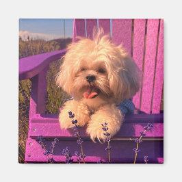 Gelukkig Shih Tzu-puppy die zich ontspant (Hondsda Magneet