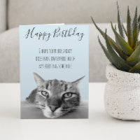 Gelukkig Verjaardag Van Kat Grappige Humor