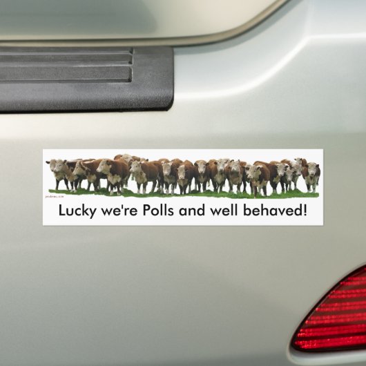 Gelukkig zijn we Poll Herefords Bumpersticker (Op auto)