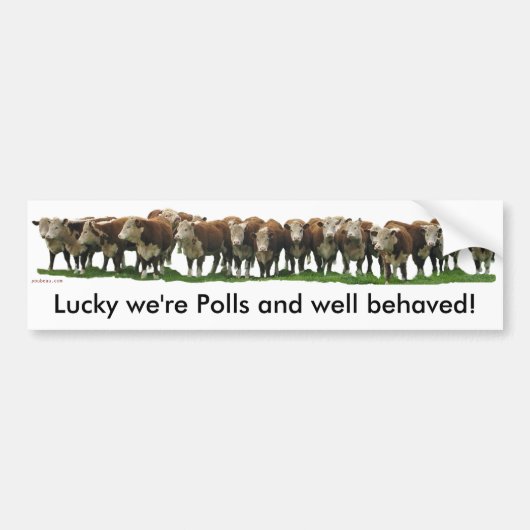Gelukkig zijn we Poll Herefords Bumpersticker (Voorkant)