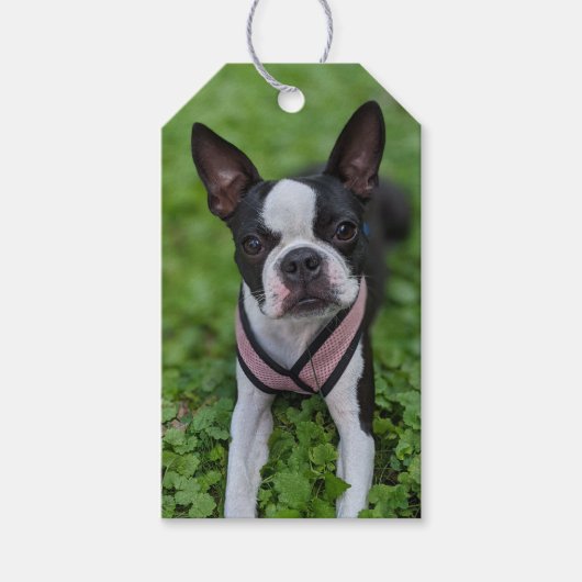 Gelukkige Boston Terrier fotografie Cadeaulabel (Voorkant)