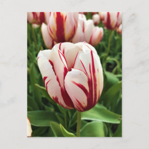 Gelukkige Generatie Tulp, Oregon Briefkaart