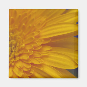 Gelukkige Gerber vierkante magneet