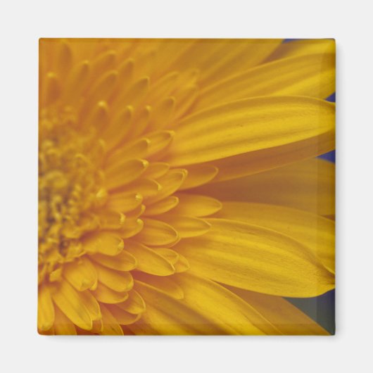 Gelukkige Gerber vierkante magneet (Voorkant)