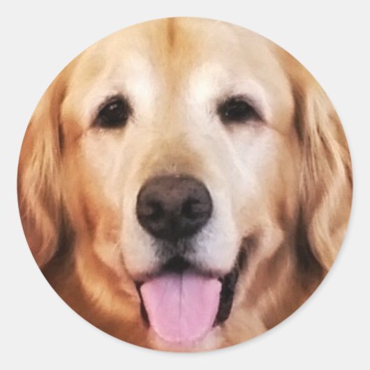 Gelukkige Golden Retriever! Ronde Sticker (Voorkant)