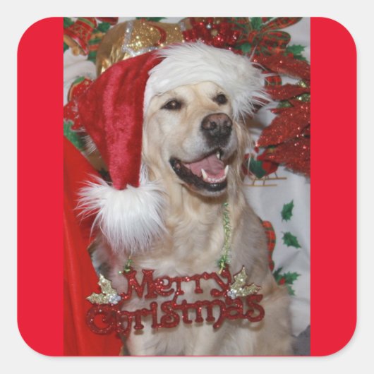 Gelukkige Gouden Retriever bij Kerstmis Vierkante Sticker (Voorkant)