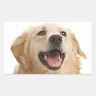 Gelukkige Gouden Retriever Puppy Honden Stickers