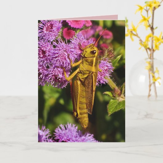 Gelukkige Grasshopper verjaardag Kaart (Gele Bloem)