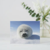 Gelukkige Harp Seal Briefkaart (Staand voorkant)