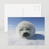 Gelukkige Harp Seal Briefkaart (Voorkant / Achterkant)