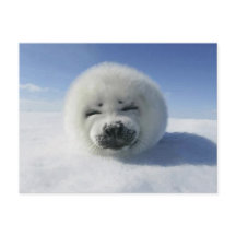 Gelukkige Harp Seal