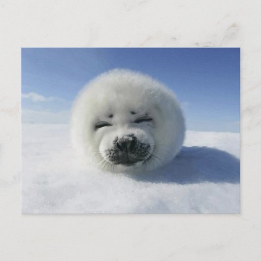 Gelukkige Harp Seal Briefkaart (Voorkant)