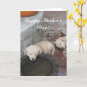 Gelukkige het "puppy"kaart van het Golden Kaart (Gele Bloem)