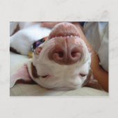 Gelukkige Hond Briefkaart (Voorkant)