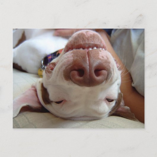 Gelukkige Hond Briefkaart (Voorkant)