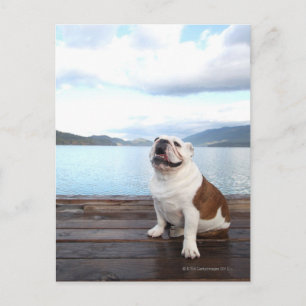 gelukkige hond op het dek nabij het meer briefkaart