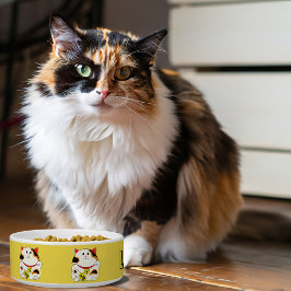 Gelukkige kat huisdier kom