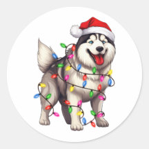 Gelukkige Kerstmis Siberische Husky met Santa Hat