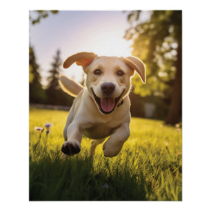 Gelukkige Labrador Puppy Running Perfect Poster