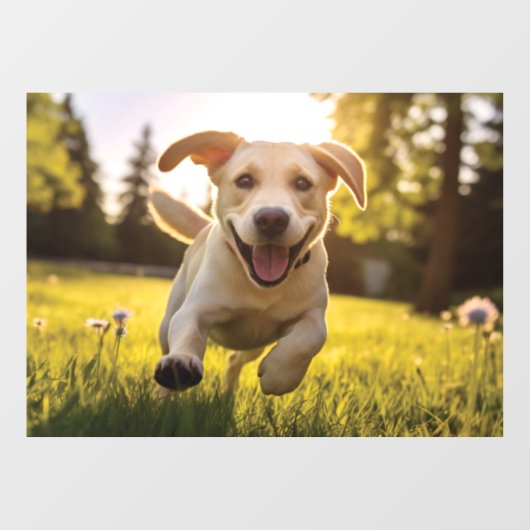 Gelukkige Labrador Puppy Running Raamsticker (Vel)