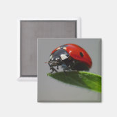 Gelukkige lieveheersbeestje cadeau-ideeën magneet (Voorkant / Achterkant)